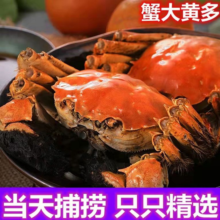 公蟹6两/只 母蟹4两/只（8只装）